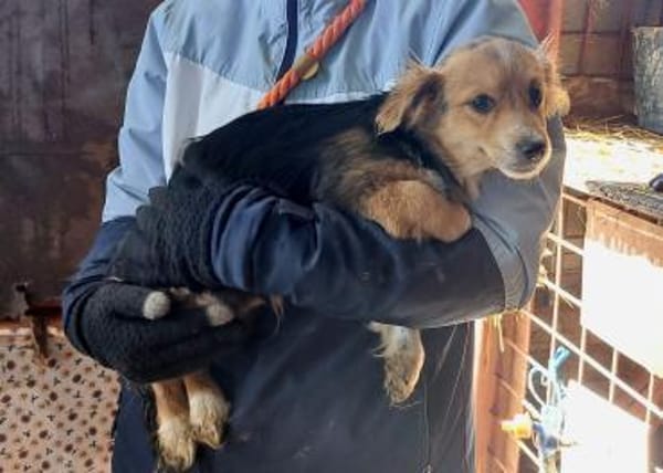 🐾 Welpe Helga sucht sein Zuhause 🐾