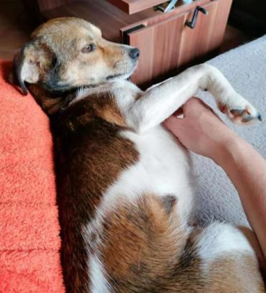 Hedda- eine zarte Hundeseele....