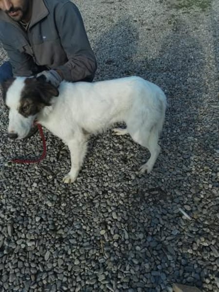 Ponyo - hübscher Jungrüde