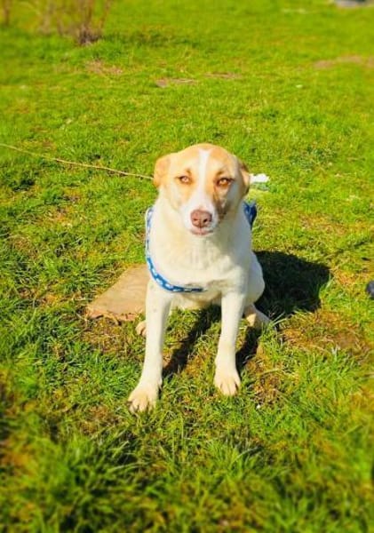 Zita eine wunderschöne Labbymixhündin