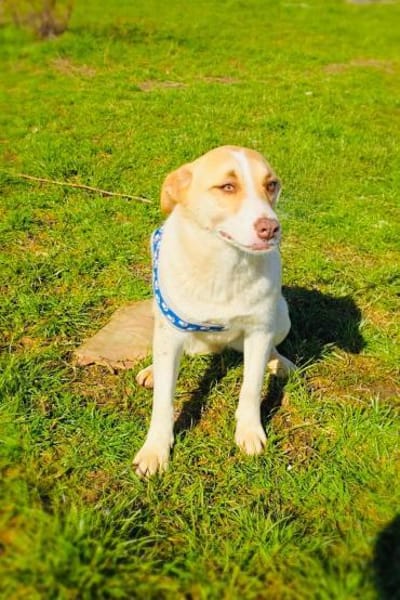 Zita eine wunderschöne Labbymixhündin