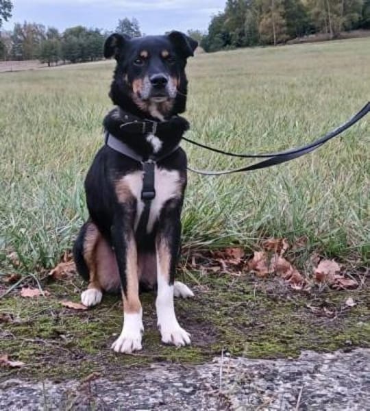 PRIMO -unkomplizierter Familienhund-