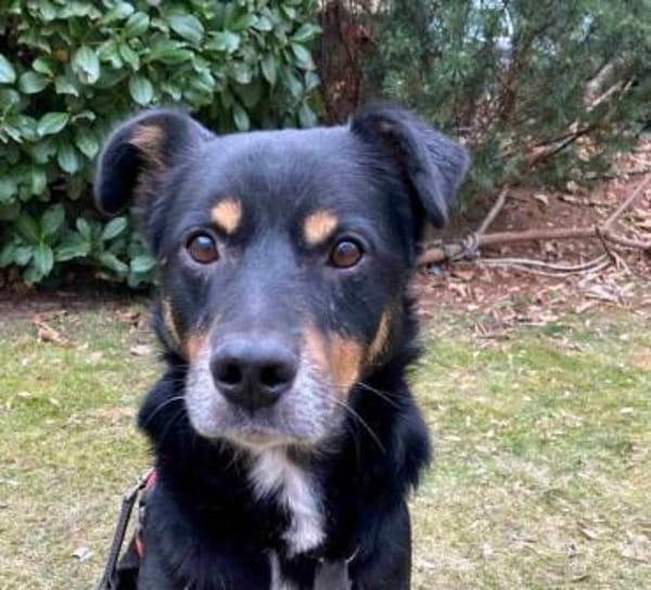 PRIMO -unkomplizierter Familienhund-