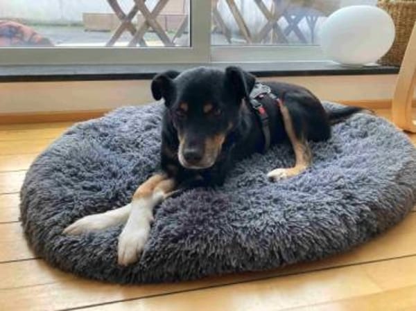 PRIMO -unkomplizierter Familienhund-