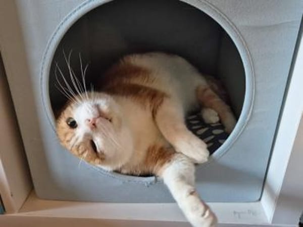 Ragu sucht ruhiges Zuhause