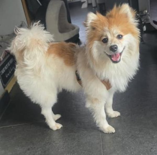 ALVA IST EIN TRAUMHUND FÜR JEDE FAMILIE