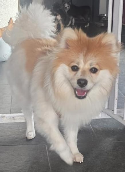 ALVA IST EIN TRAUMHUND FÜR JEDE FAMILIE