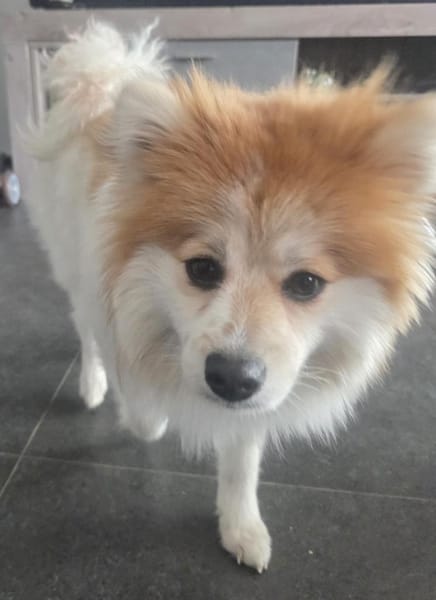 ALVA IST EIN TRAUMHUND FÜR JEDE FAMILIE