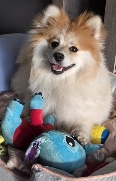 ALVA IST EIN TRAUMHUND FÜR JEDE FAMILIE