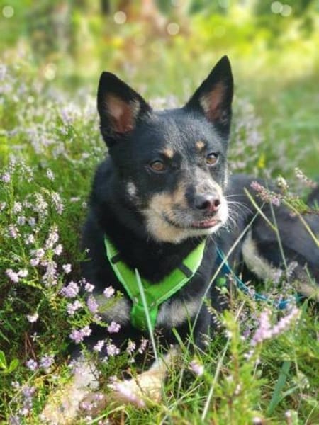 Rüde Sam auf PS in 90571