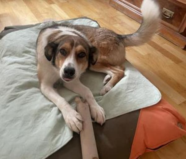 Cassy ist einfach eine Traumhündin!