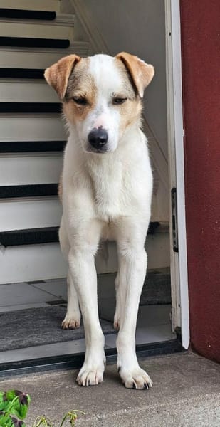 Schmusefreund IVO sucht sein Traumzuhaus