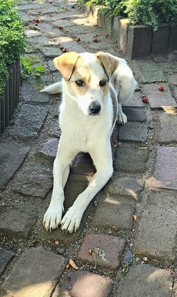 Schmusefreund IVO sucht sein Traumzuhaus