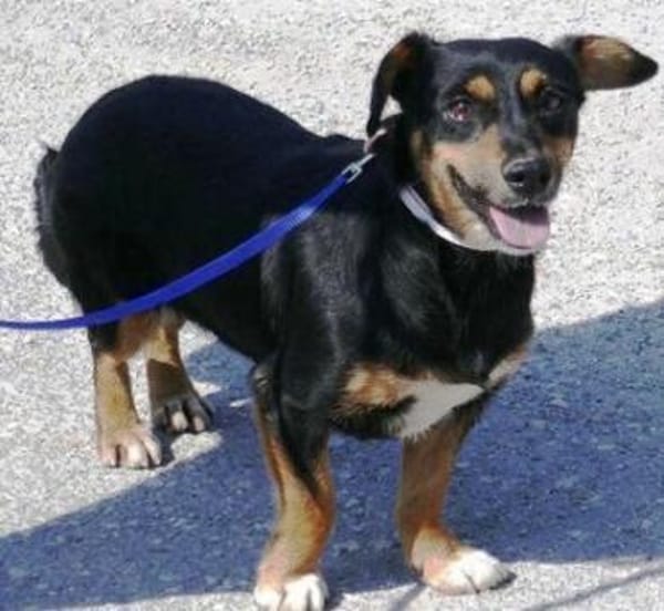 Ivie ist eine ganz tapfere, süße Hündin!