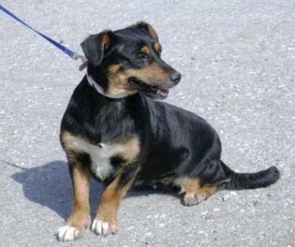 Ivie ist eine ganz tapfere, süße Hündin!