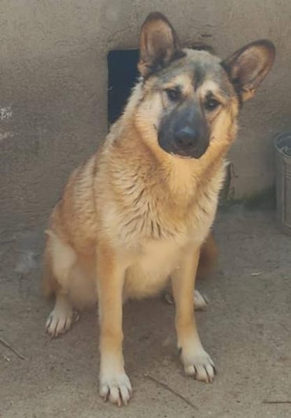 DJAMIL ab jetzt auf PS in 65... Villmar