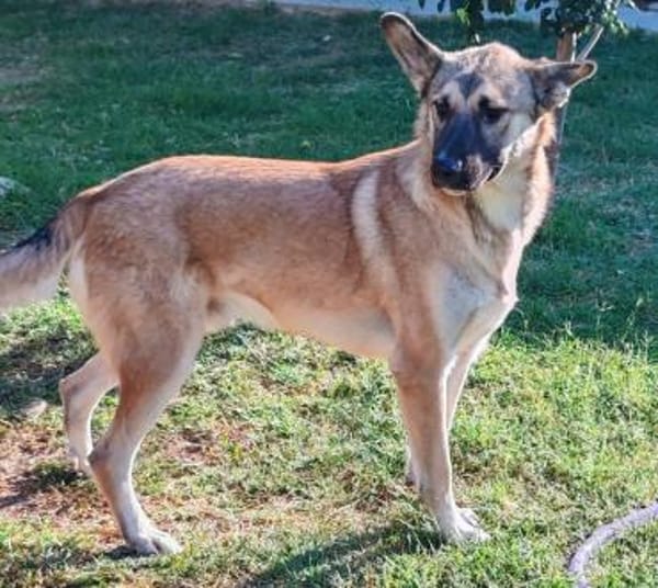 DJAMIL ab jetzt auf PS in 65... Villmar