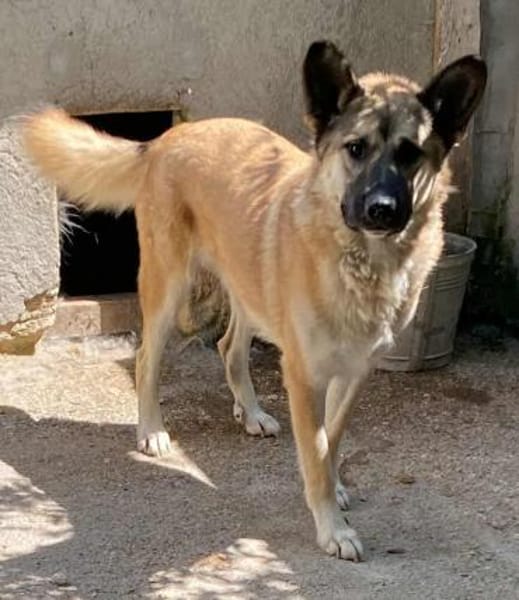 DJAMIL ab jetzt auf PS in 65... Villmar