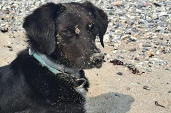 Elena - Hündin wartet auf Pflegestelle