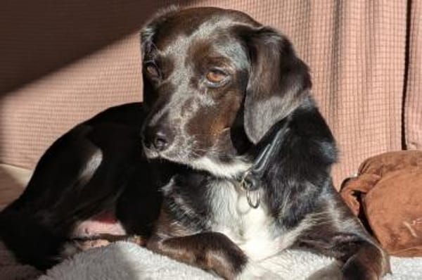 Elena - Hündin wartet auf Pflegestelle