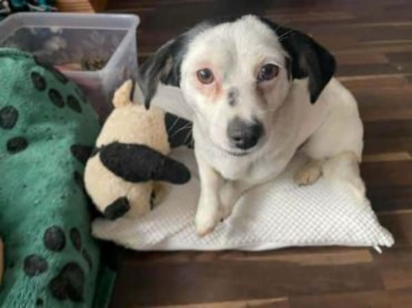 ROYA -super lieb, zutraulich & offen-