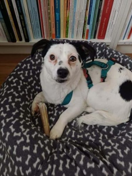 ROYA -super lieb, zutraulich & offen-