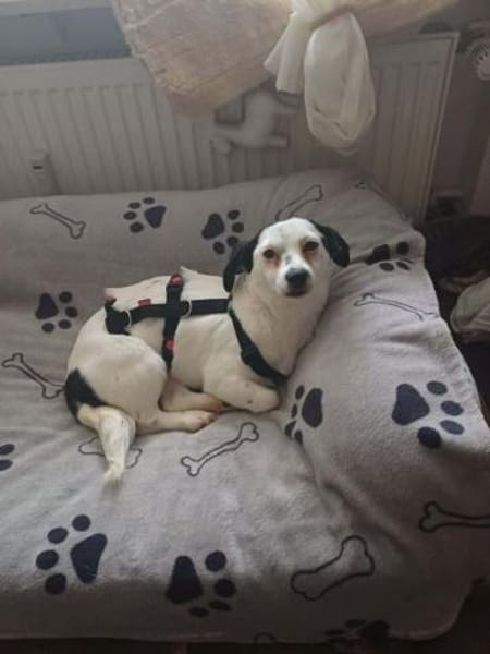 ROYA -super lieb, zutraulich & offen-