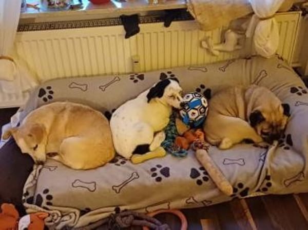 ROYA -super lieb, zutraulich & offen-