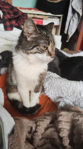 Sophie sucht ihre Menschen