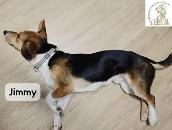 Jimmy  verschmuster Rohdiamant