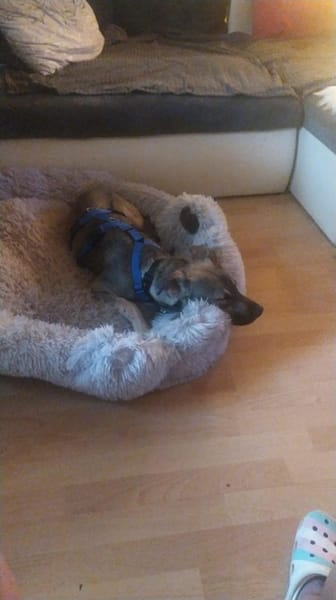 Silvio 💜💜💜 aufgeweckt & neugierig