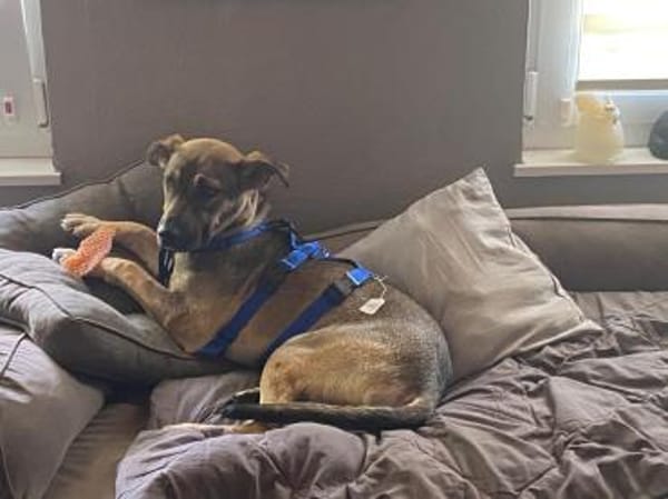 Silvio 💜💜💜 aufgeweckt & neugierig