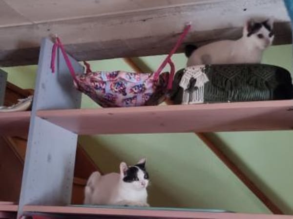 Zuckermäuse suchen Zuhause m. Garten