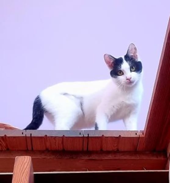 Zuckermäuse suchen Zuhause m. Garten