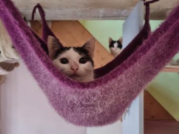 Zuckermäuse suchen Zuhause m. Garten