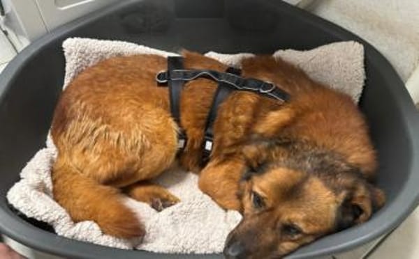 Buiscuit sucht seinen Heimathafen