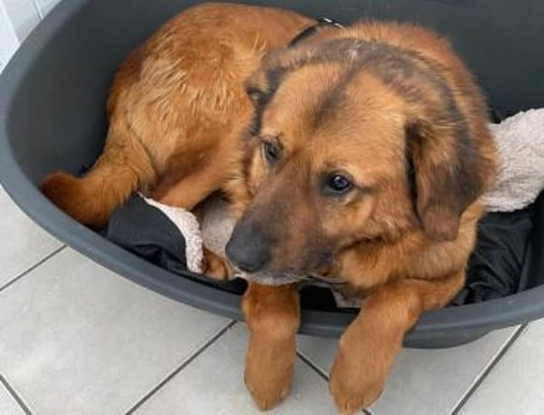 Buiscuit sucht seinen Heimathafen