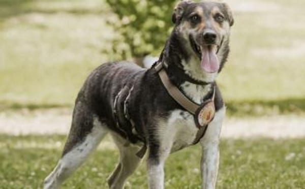 Aleksi hat seine Koffer schon gepackt