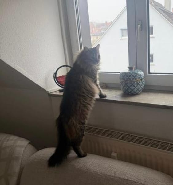 CEVIZ auf dem Weg ins Glück 🍀