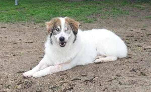 HANNE -liebevoll, sanft & genügsam-