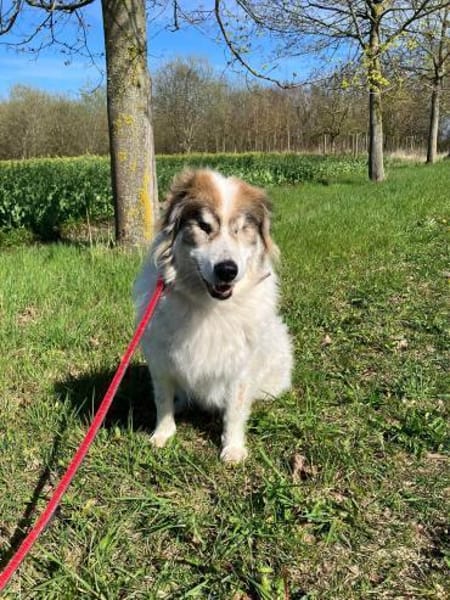 HANNE -liebevoll, sanft & genügsam-