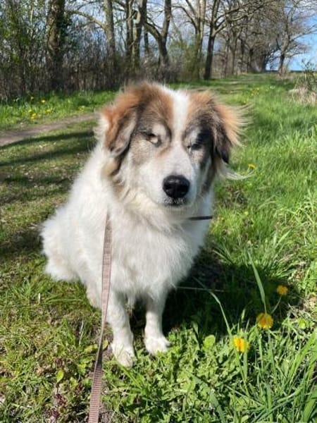 HANNE -liebevoll, sanft & genügsam-