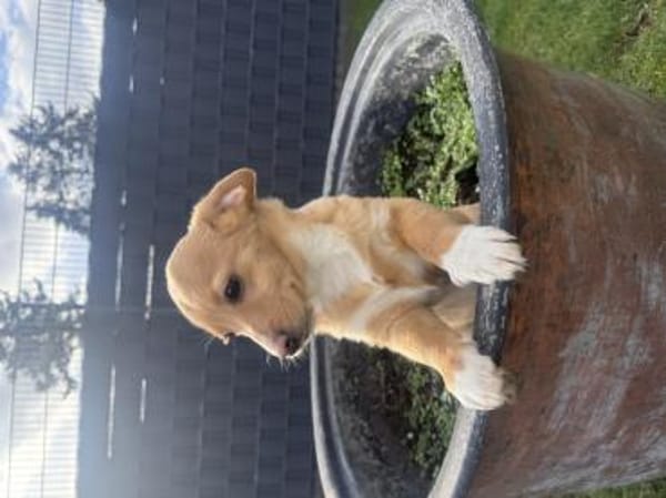 Leano ein super liebes Kerlchen