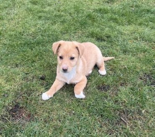 Leano ein super liebes Kerlchen