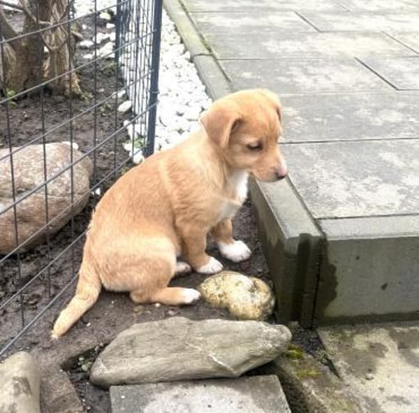 Leano ein super liebes Kerlchen