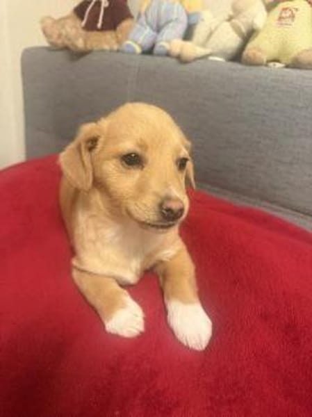 Leano ein super liebes Kerlchen