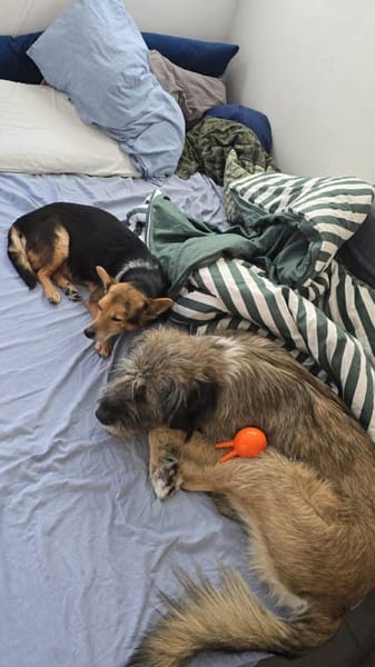 Pita - wünscht sich einen Altersruhesitz