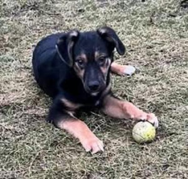 Der süße Timmy💙sucht seine Familie