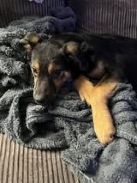 Der süße Timmy💙sucht seine Familie