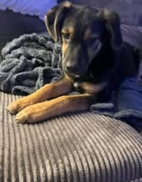 Der süße Timmy💙sucht seine Familie